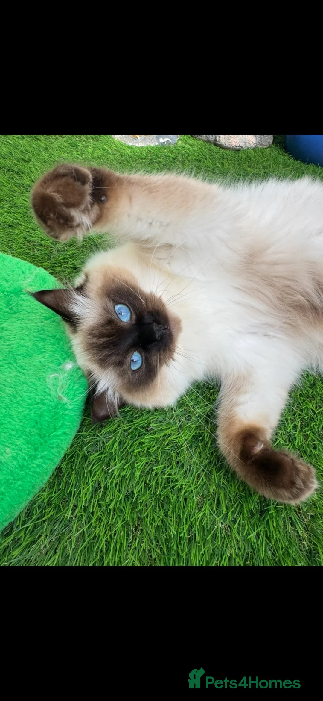 Ragdoll cats for sale: Gccf ragdoll female  - Advert 1