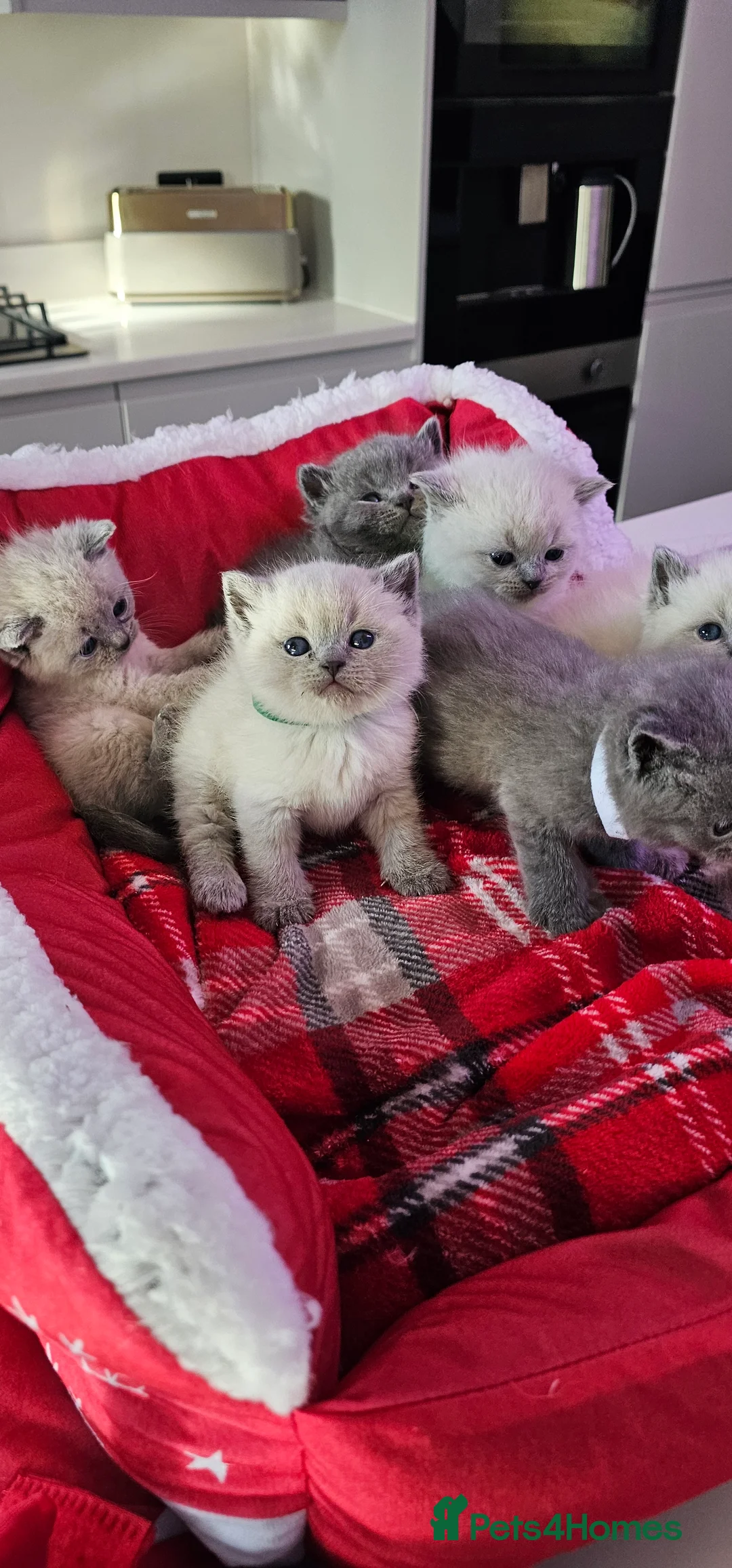 British Shorthair cats for sale: 6 gorgeous bsh  kittens . - Advert 2