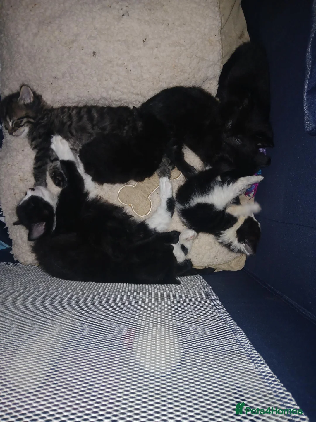 Mixed Breed cats for sale: Beautiful fluffy kittens - Advert 10