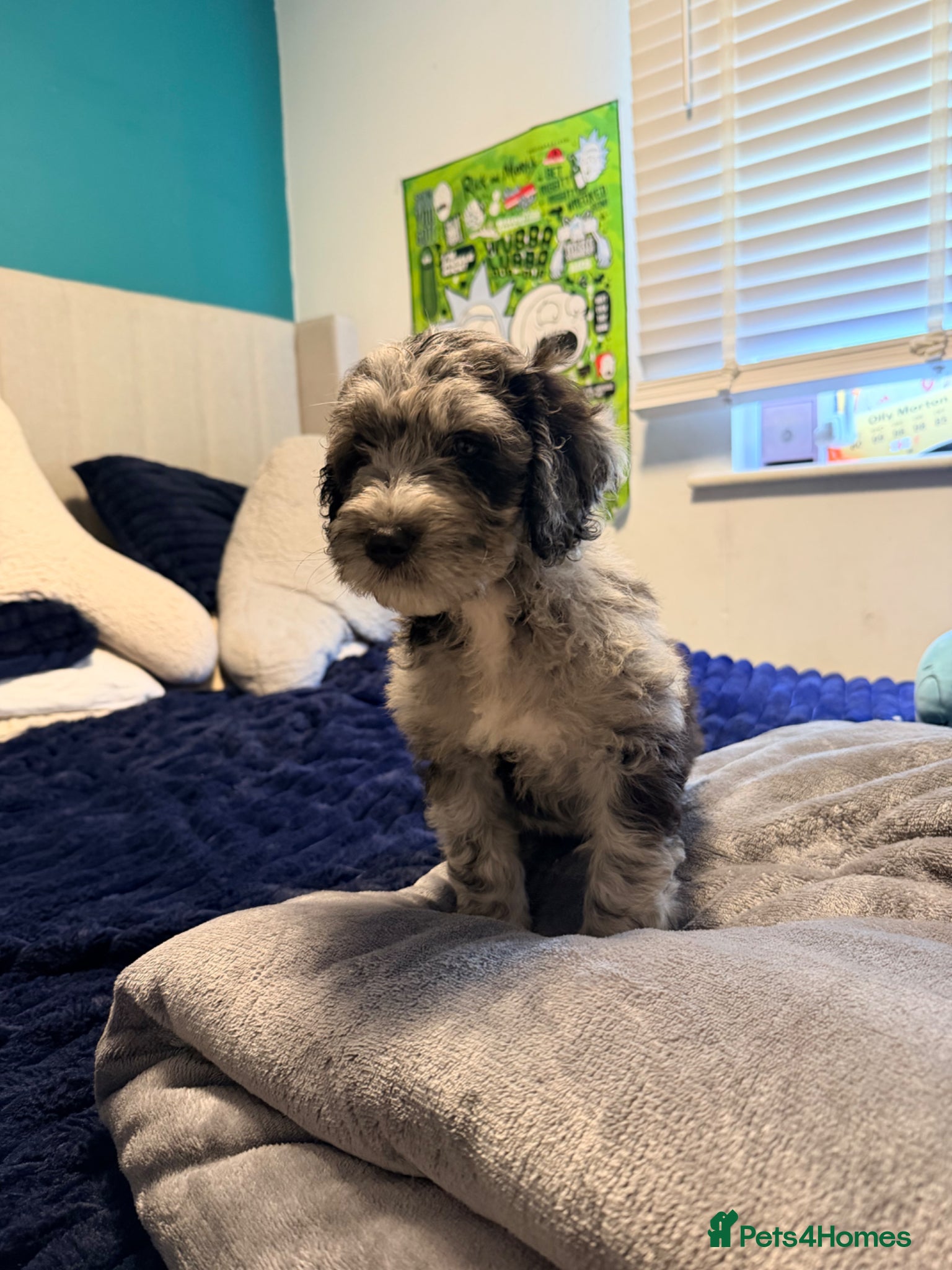 Cockapoo dogs Beautiful cockapoo puppies  - Advert 1