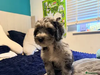 Cockapoo dogs Beautiful cockapoo puppies - Advert 1