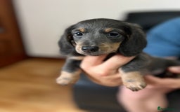 Dachshund dogs for sale: 4 Beautiful miniture dachshunds  - Image 5