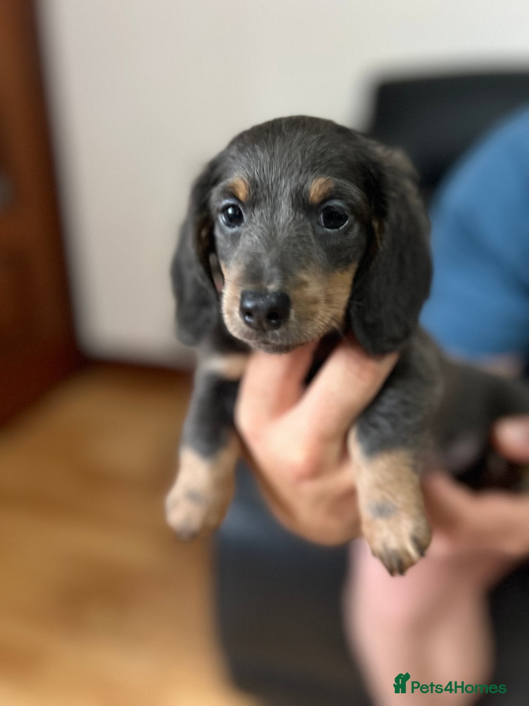 Dachshund dogs for sale: 4 Beautiful miniture dachshunds  - Image 5