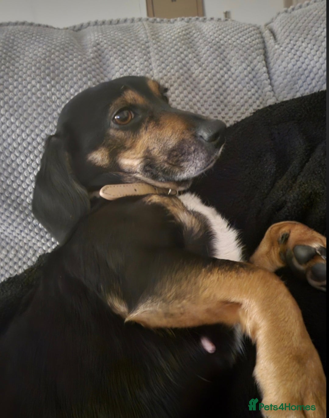 Mixed Breed dogs for sale: Cocker x Patterdale  - Image 4