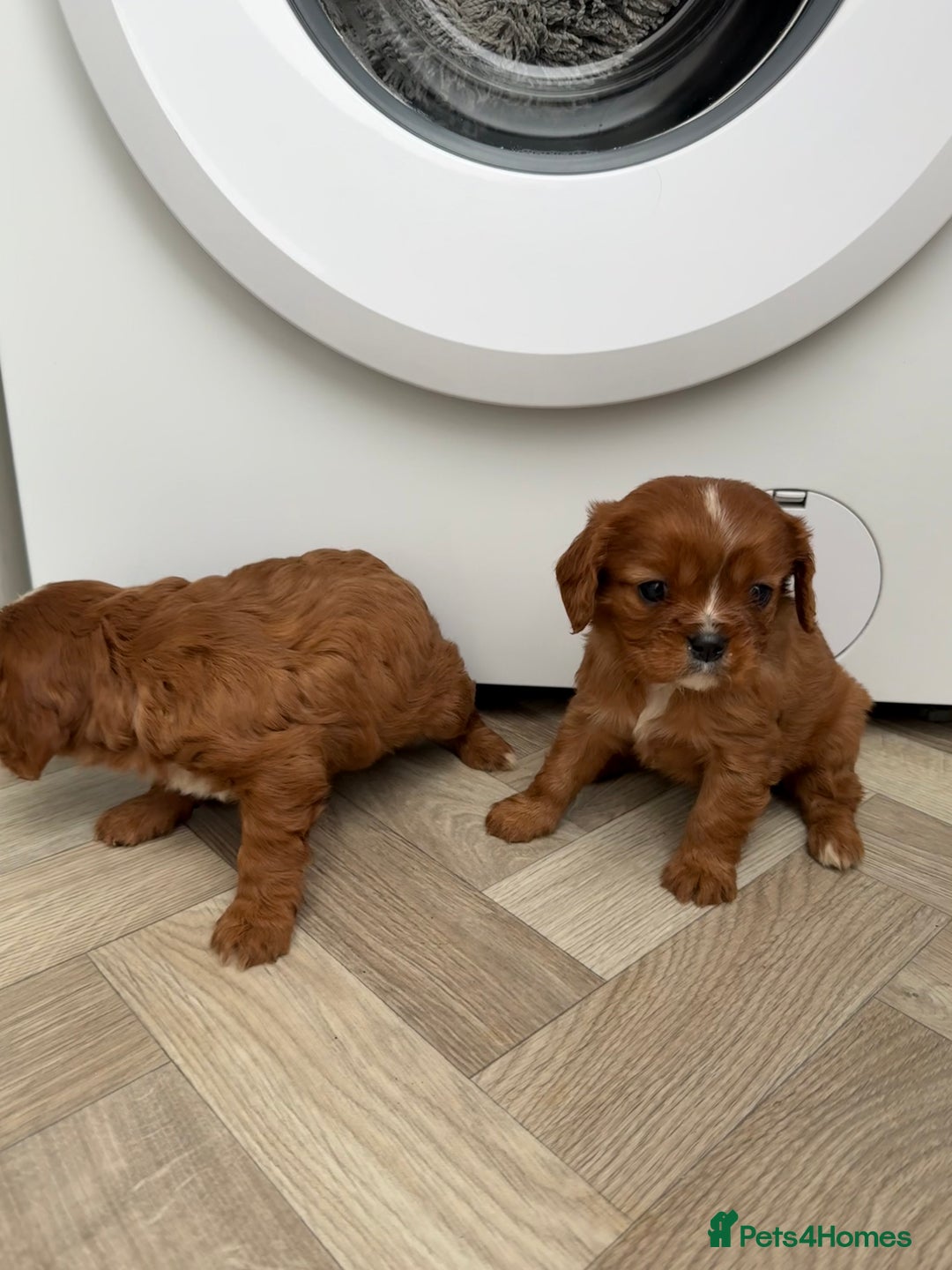 Cavalier King Charles Spaniel dogs for sale: Cavalier King Charles puppies.  - Advert 3