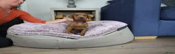 Labrador Retriever dogs for sale: DARK RED KC LABRADOR PUPPIES - LICENSED BREEDER  - Advert 15