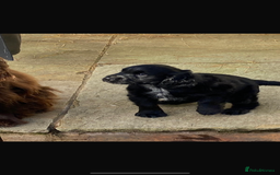 Cocker Spaniel dogs for sale: Cocker spaniel puppy - Image 2