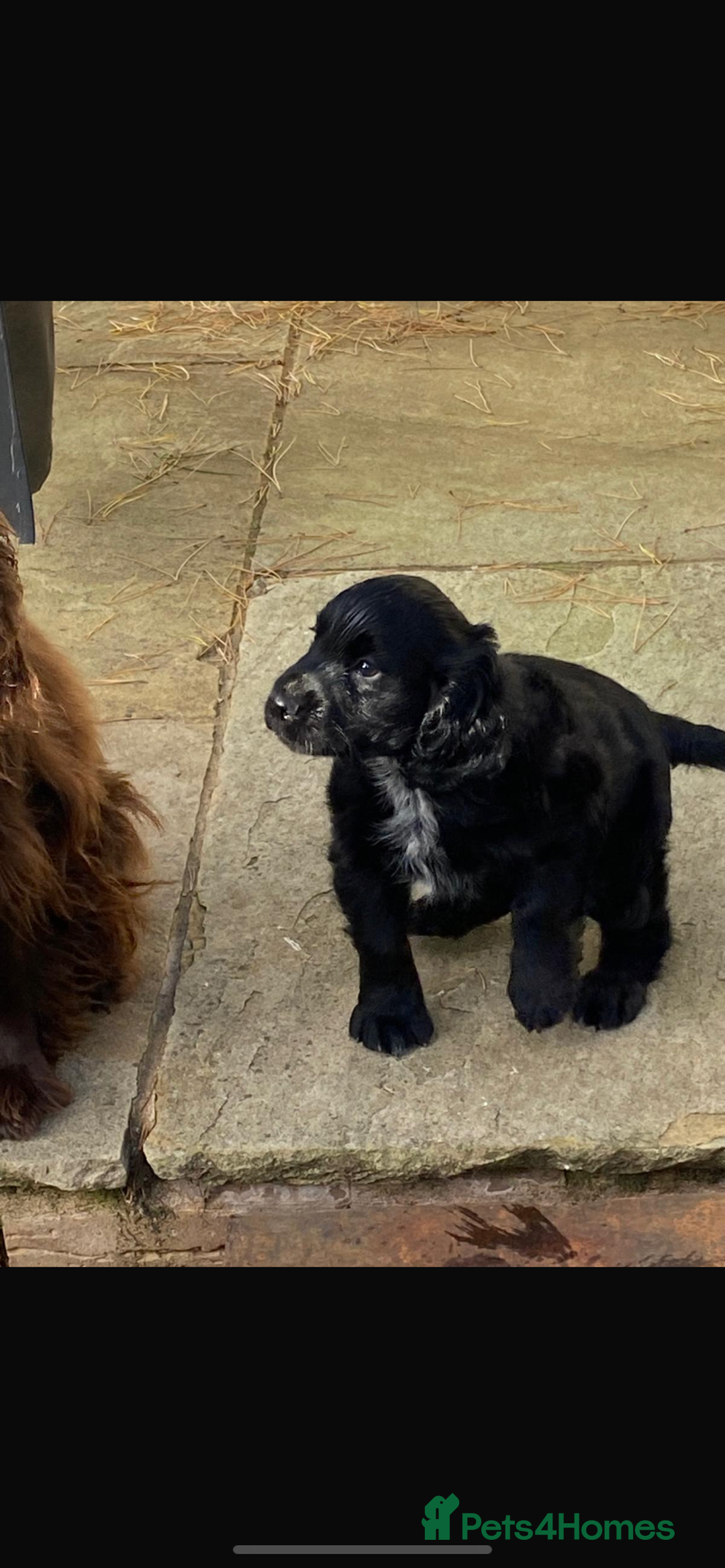 Cocker Spaniel dogs for sale: Cocker spaniel puppy - Image 2