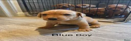 Labrador Retriever dogs for sale: KC registered stunning fox red Labrador puppies   in Llandrindod Wells - Advert 12