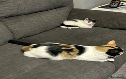 Mixed Breed cats for sale: Beautiful kitten  - Image 6