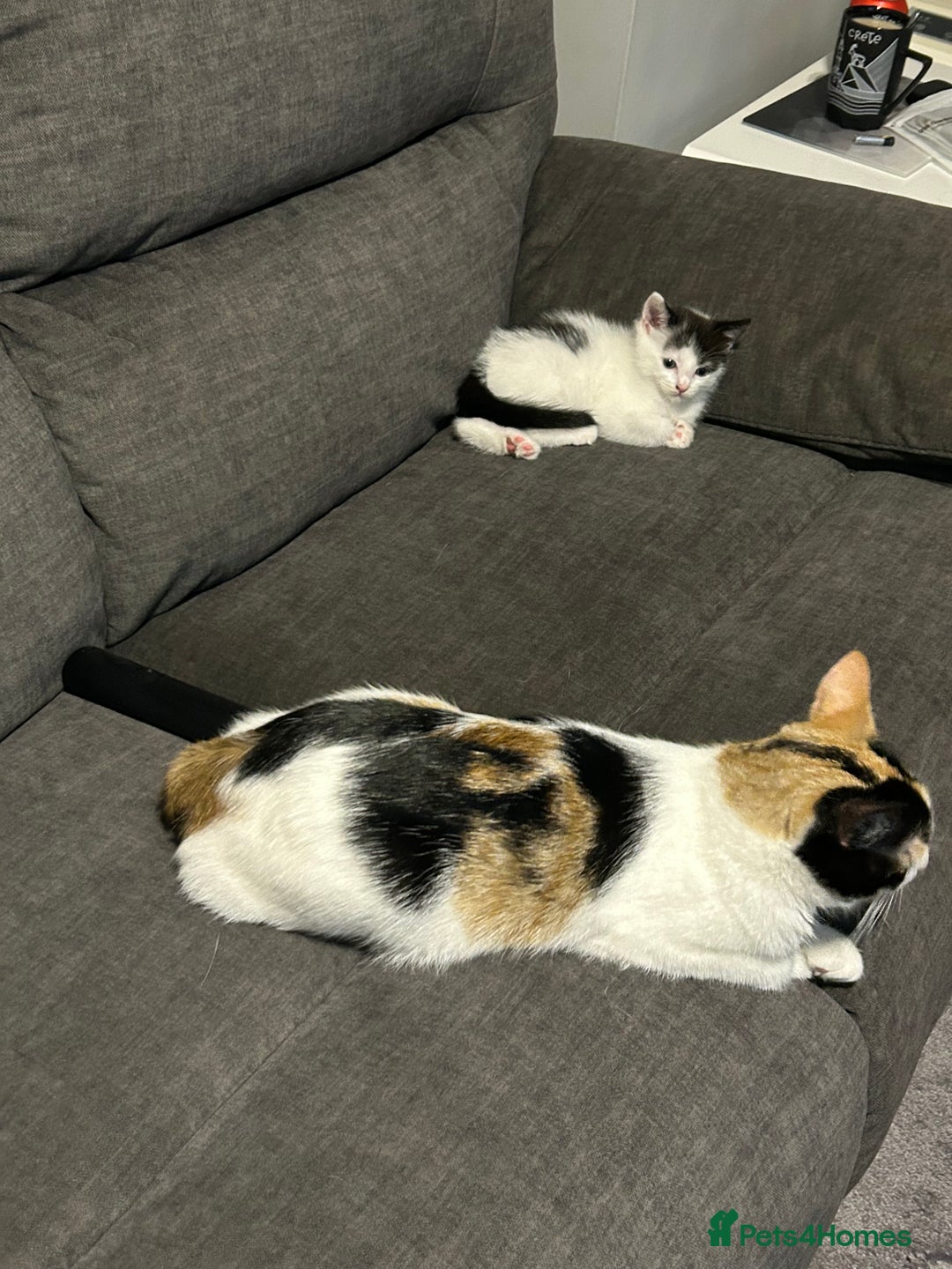 Mixed Breed cats for sale: Beautiful kitten  - Image 6