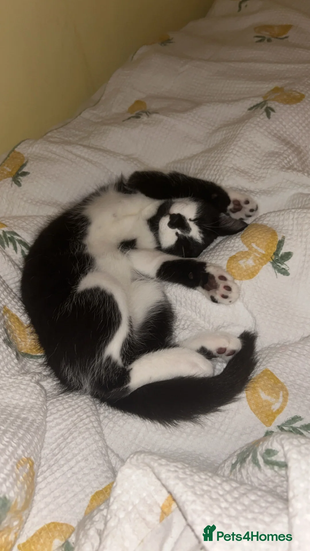 Mixed Breed cats for sale: Male Tuxedo in Rotherham - Advert 1