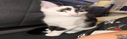 Mixed Breed cats for sale: 14 week only kitten looking for a loving home  in Dereham - Advert 2