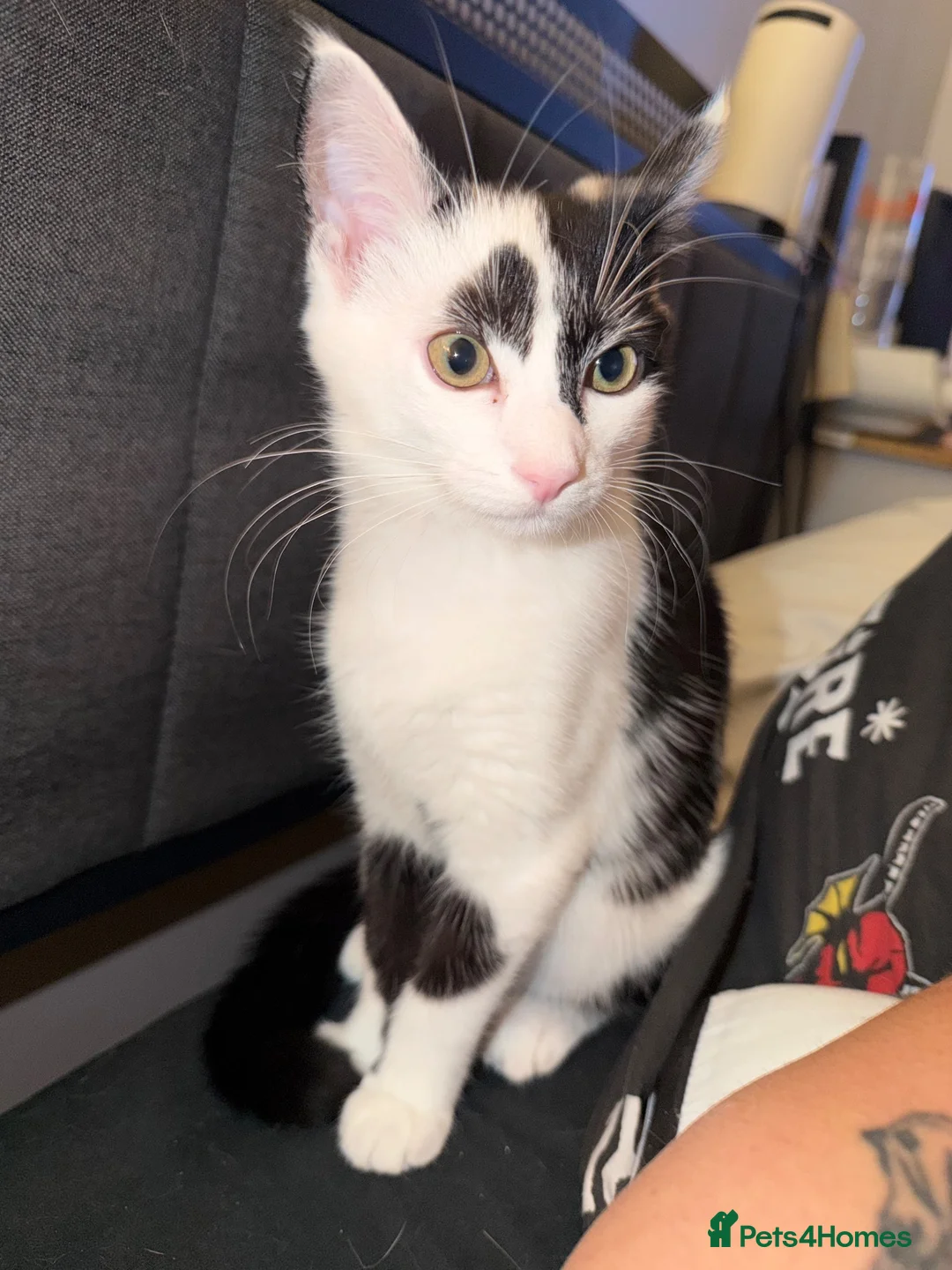 Mixed Breed cats for sale: 14 week only kitten looking for a loving home  in Dereham - Advert 2