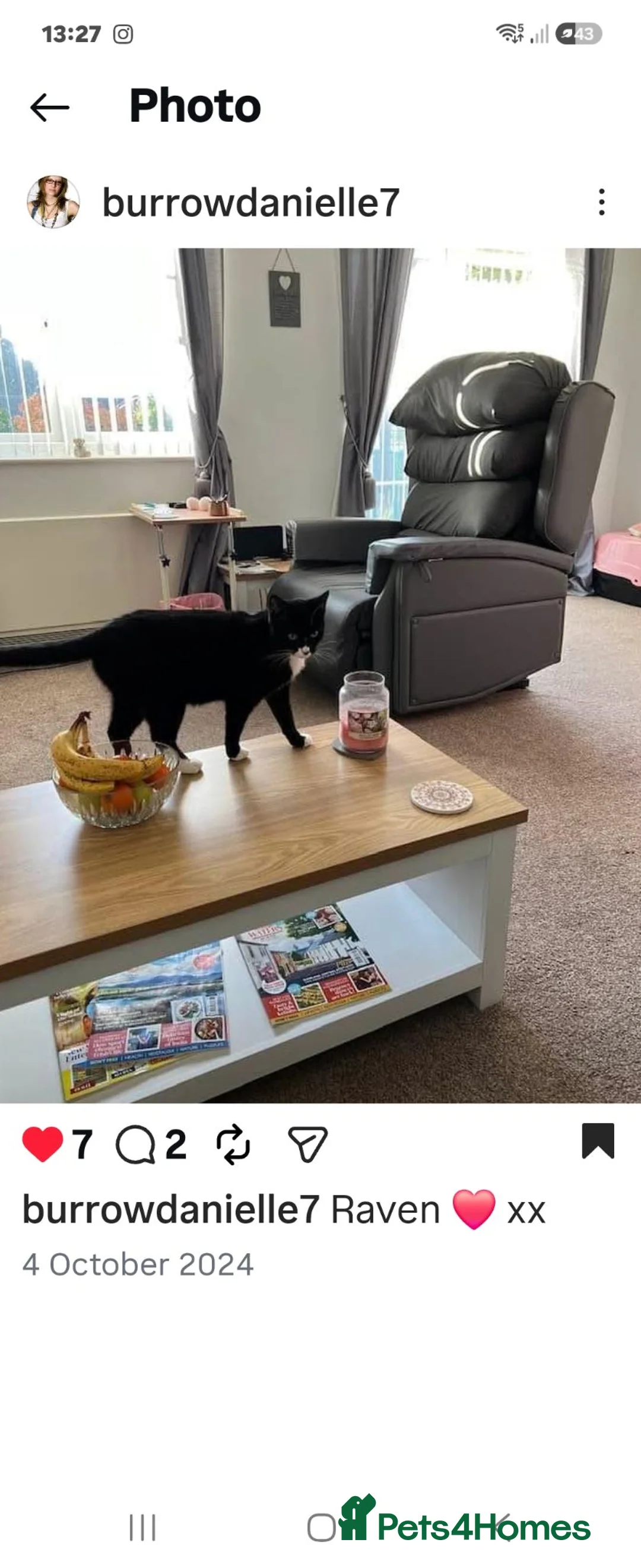 Mixed Breed cats for sale: Raven - Advert 5