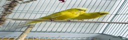 Budgerigars birds for sale: Adult Male Budgies & Cage - Advert 1