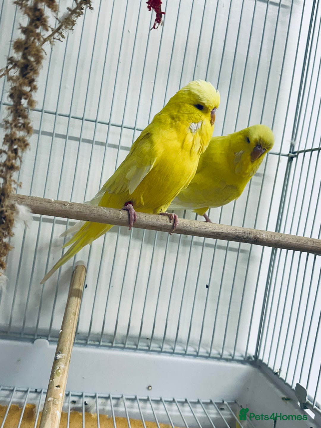 Budgerigars birds for sale: Adult Male Budgies & Cage - Advert 1