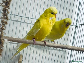 Budgerigars birds Adult Male Budgies & Cage - Advert 9