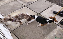 Jack Russell dogs for stud: Ghost - Image 3