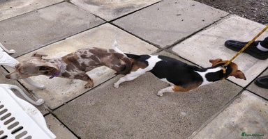 Jack Russell dogs - Advert 9