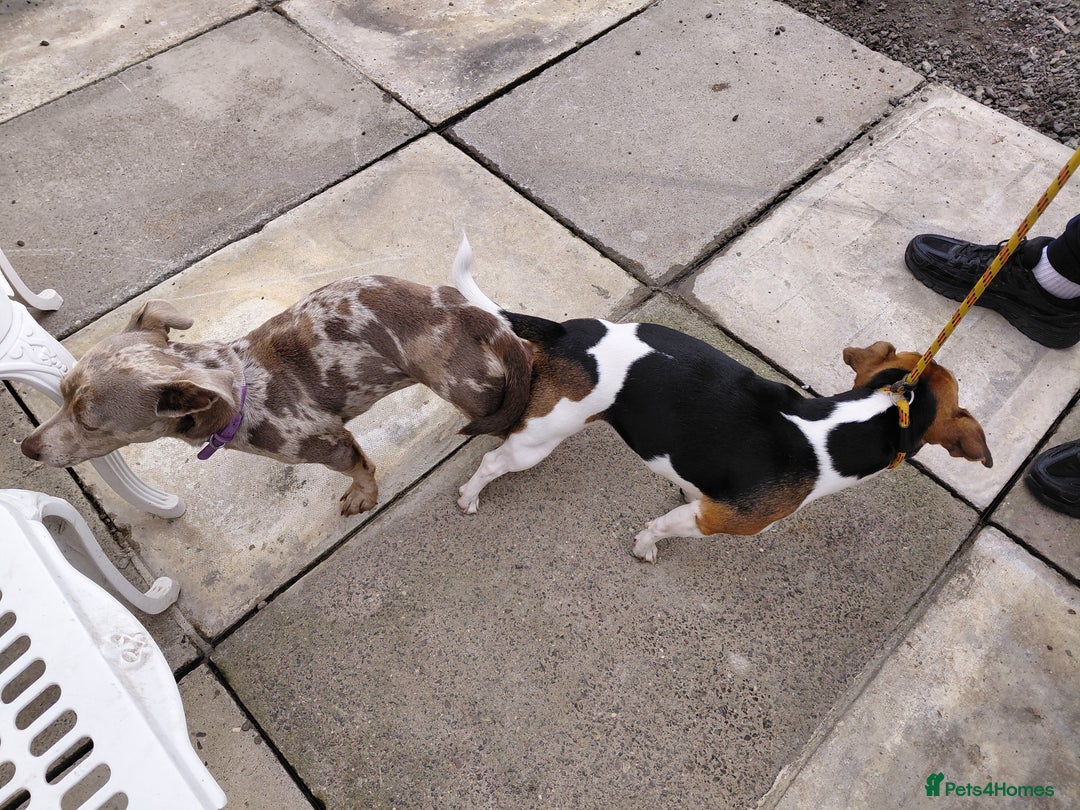 Jack Russell dogs for stud: Ghost - Image 3