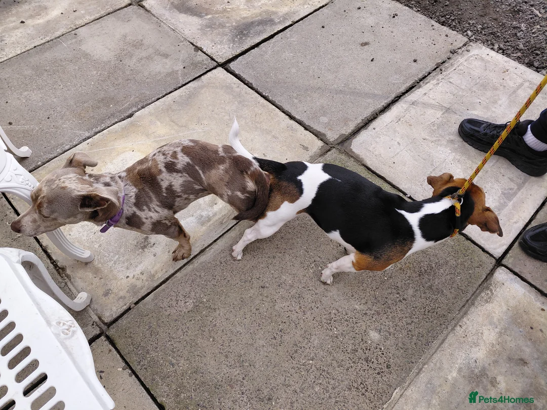 Jack Russell dogs for stud: Ghost - Advert 3