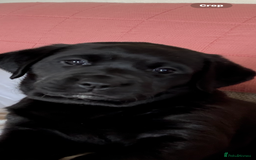 Labrador Retriever dogs for sale: Labrador puppies - Image 5