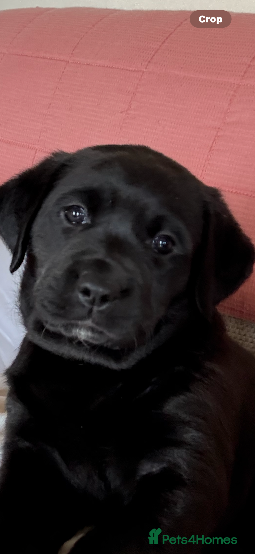Labrador Retriever dogs for sale: Labrador puppies - Image 5