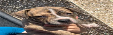 Chungus 