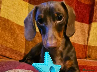 Miniature Dachshund dogs 9 month old miniature dachshund male in Malvern - Advert 2