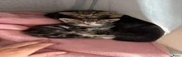 Mixed Breed cats for sale: Beautiful boy kittens  in Kilmarnock - Advert 21