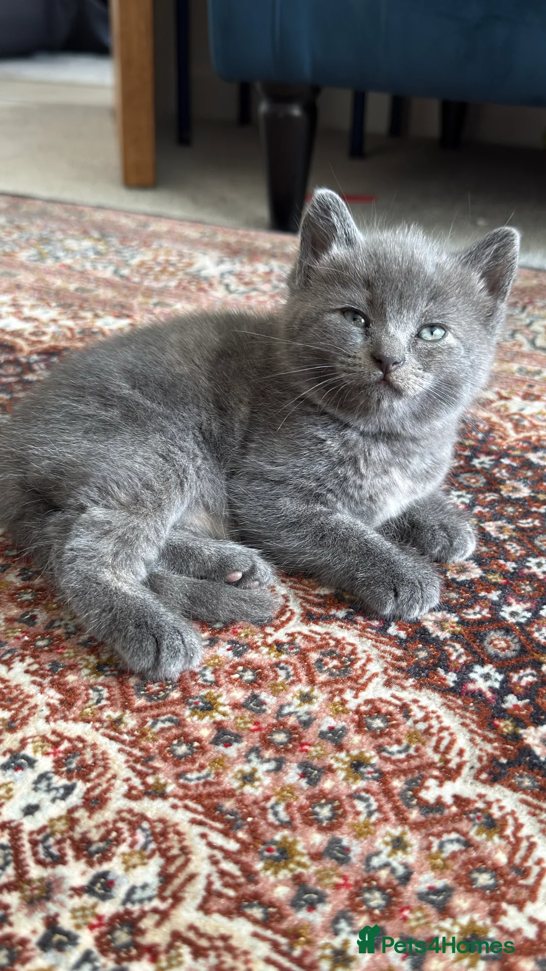 British Shorthair cats for sale: Lovely kittens  - Advert 13
