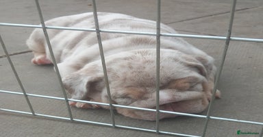 English Bulldog dogs - Advert 11