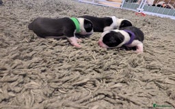 Boston Terrier dogs for sale: KC bostonTerrier puppies  - Image 5