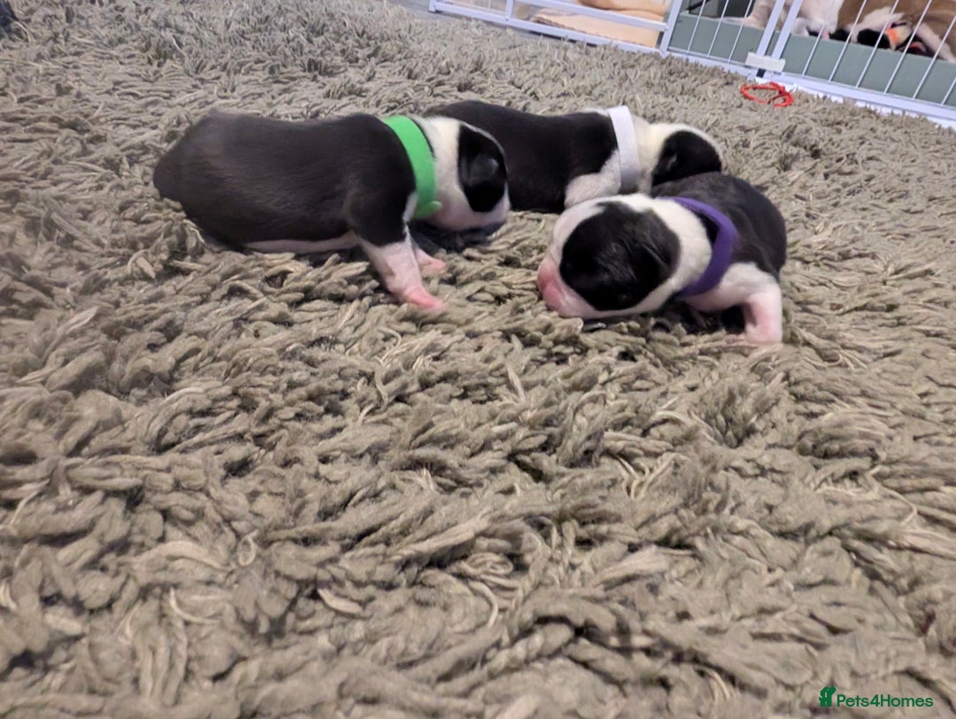 Boston Terrier dogs for sale: KC bostonTerrier puppies  - Image 5