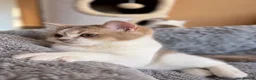 Scottish Fold cats for sale: Pedigree Adorable Scottish Fold Kittens  - Advert 2