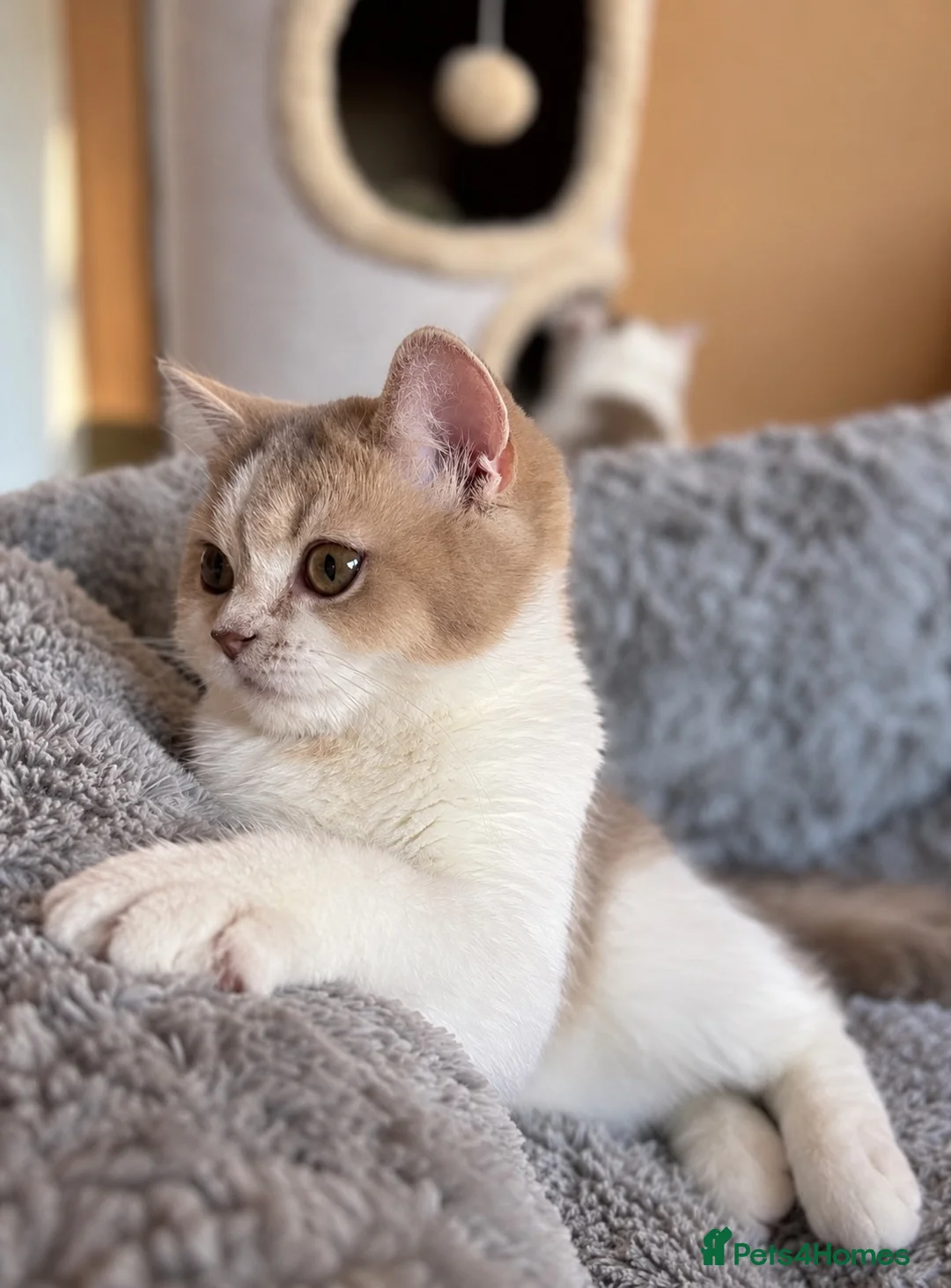 Scottish Fold cats for sale: Pedigree Adorable Scottish Fold Kittens  - Advert 2