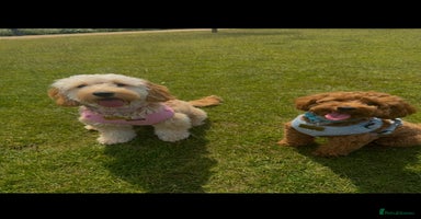 Mixed Breed dogs - Advert 4