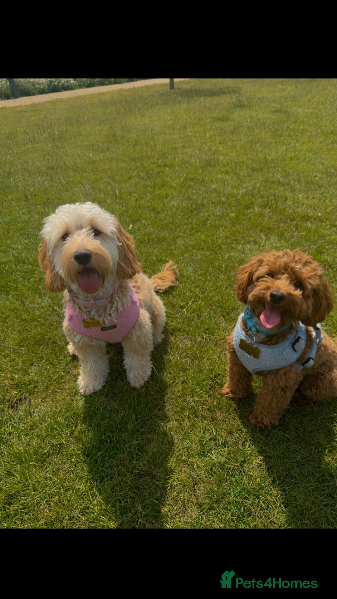 Mixed Breed dogs for sale: Toy Maltipoo X Miniature Labradoodle Puppies - Image 2