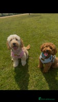 Mixed Breed dogs - Advert 2