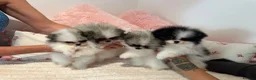 Pomeranian dogs for sale: KC registered Pomeranian Puppies for sale  - Advert 16