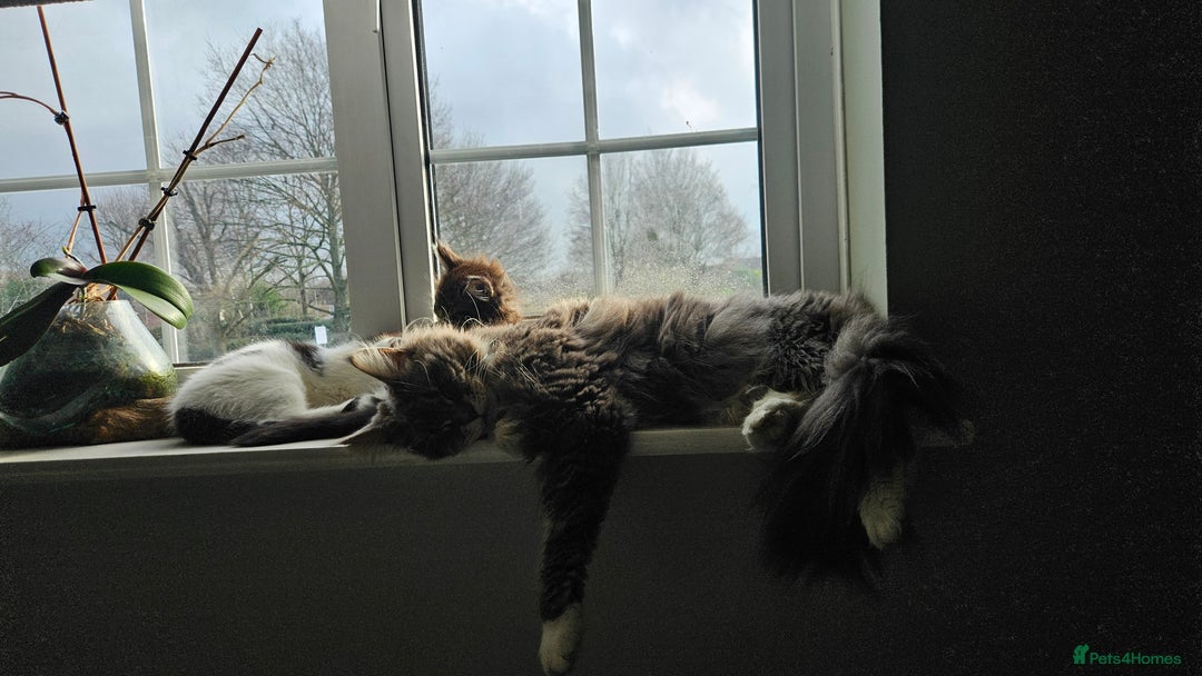 Maine Coon cats for sale: Beautiful Female Mixed Maine Coon kittens - Advert 10