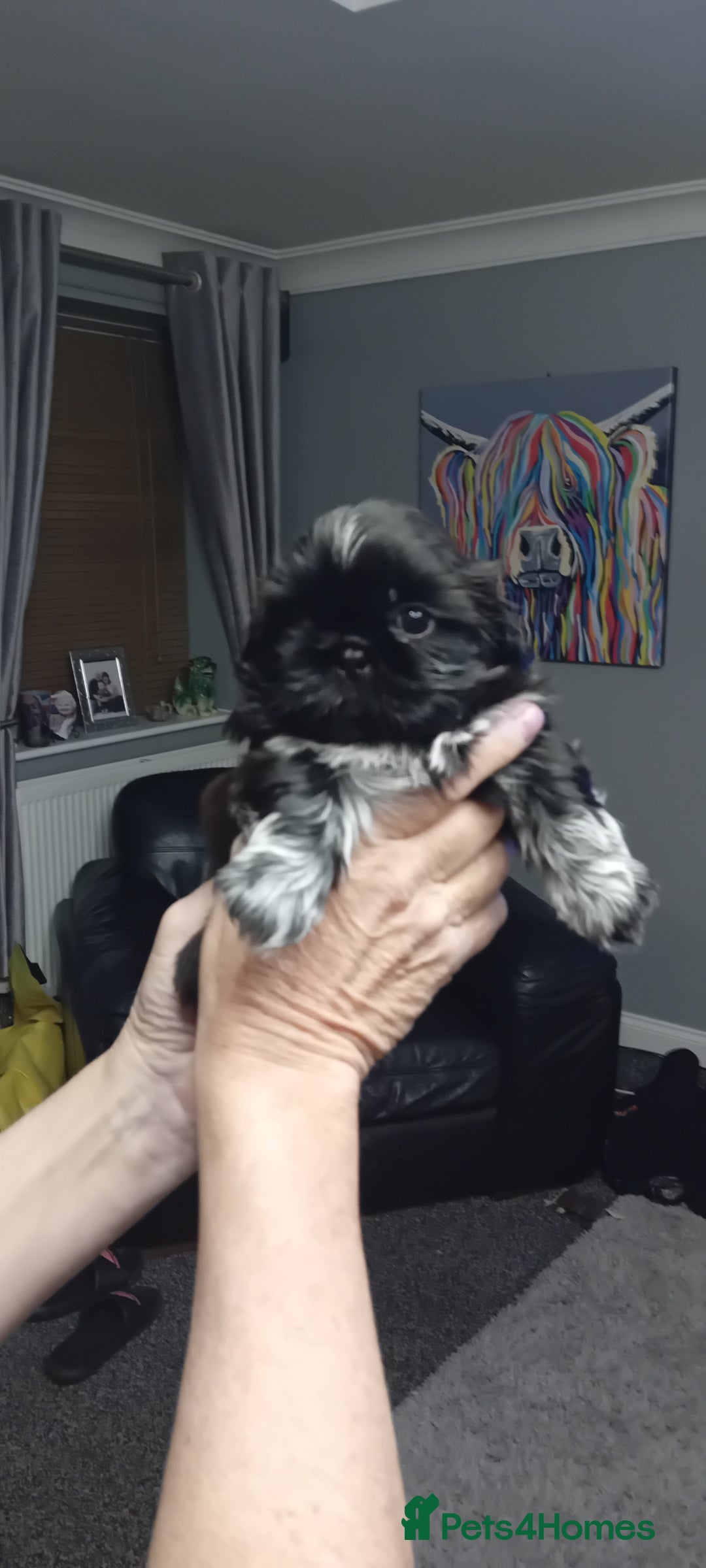 Shih Tzu dogs for sale: Shihtzu minature puppies stunning - Image 3