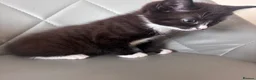 Mixed Breed cats for sale: Brown, black+white kittens - Advert 5