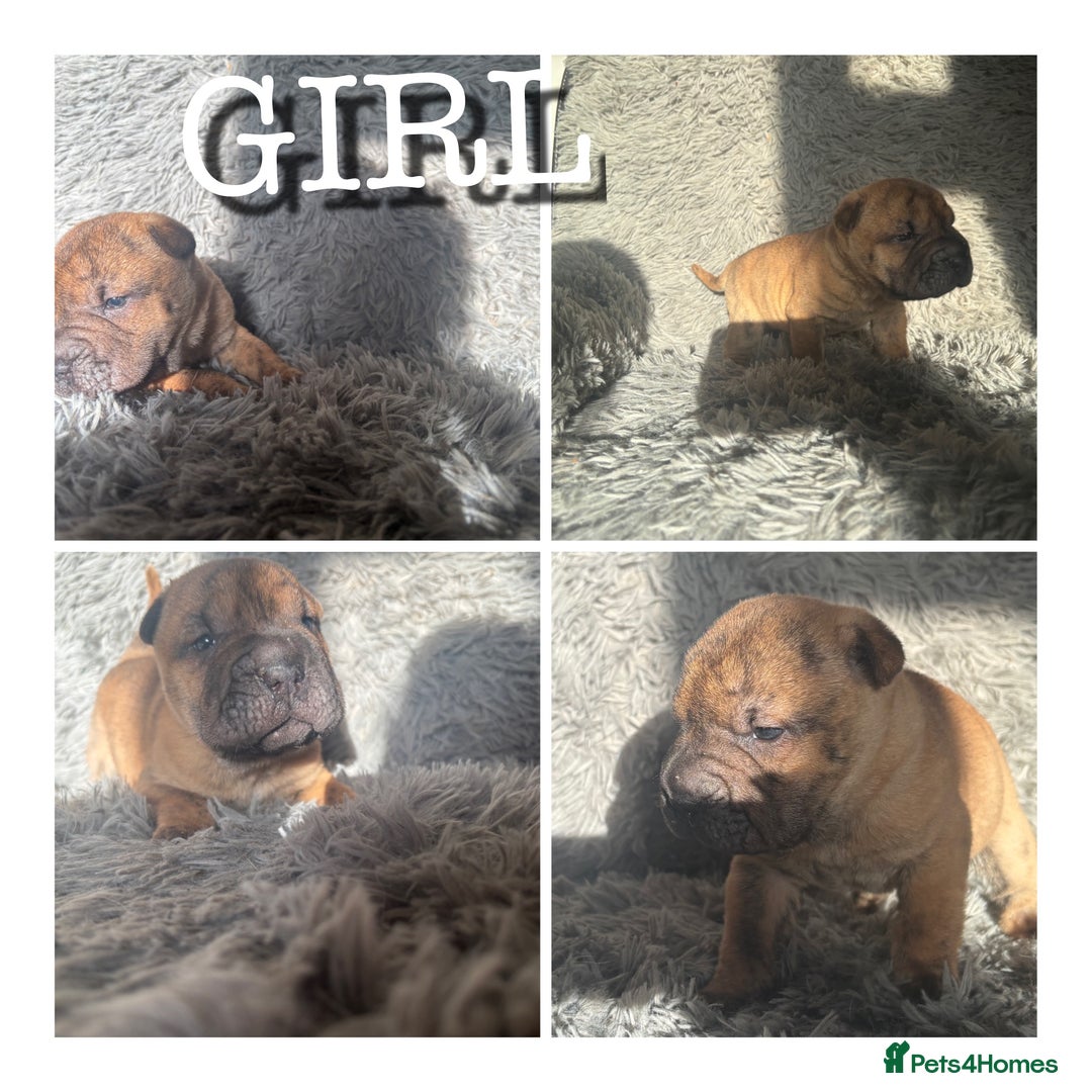 Shar Pei dogs for sale: SHAR PEI PUPS READY NOW - Advert 4