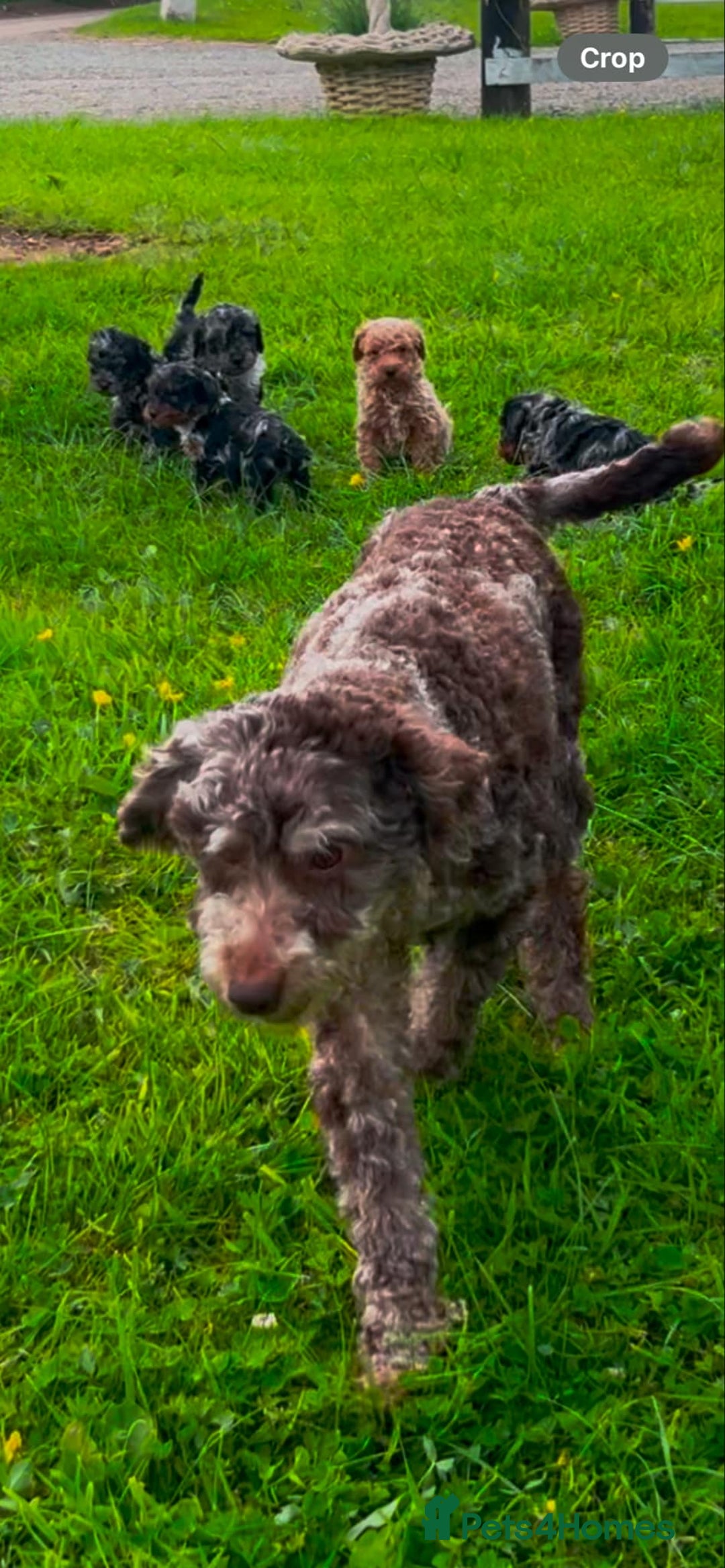 Miniature Poodle dogs for sale: Beautiful male miniature poodle puppies - Image 4