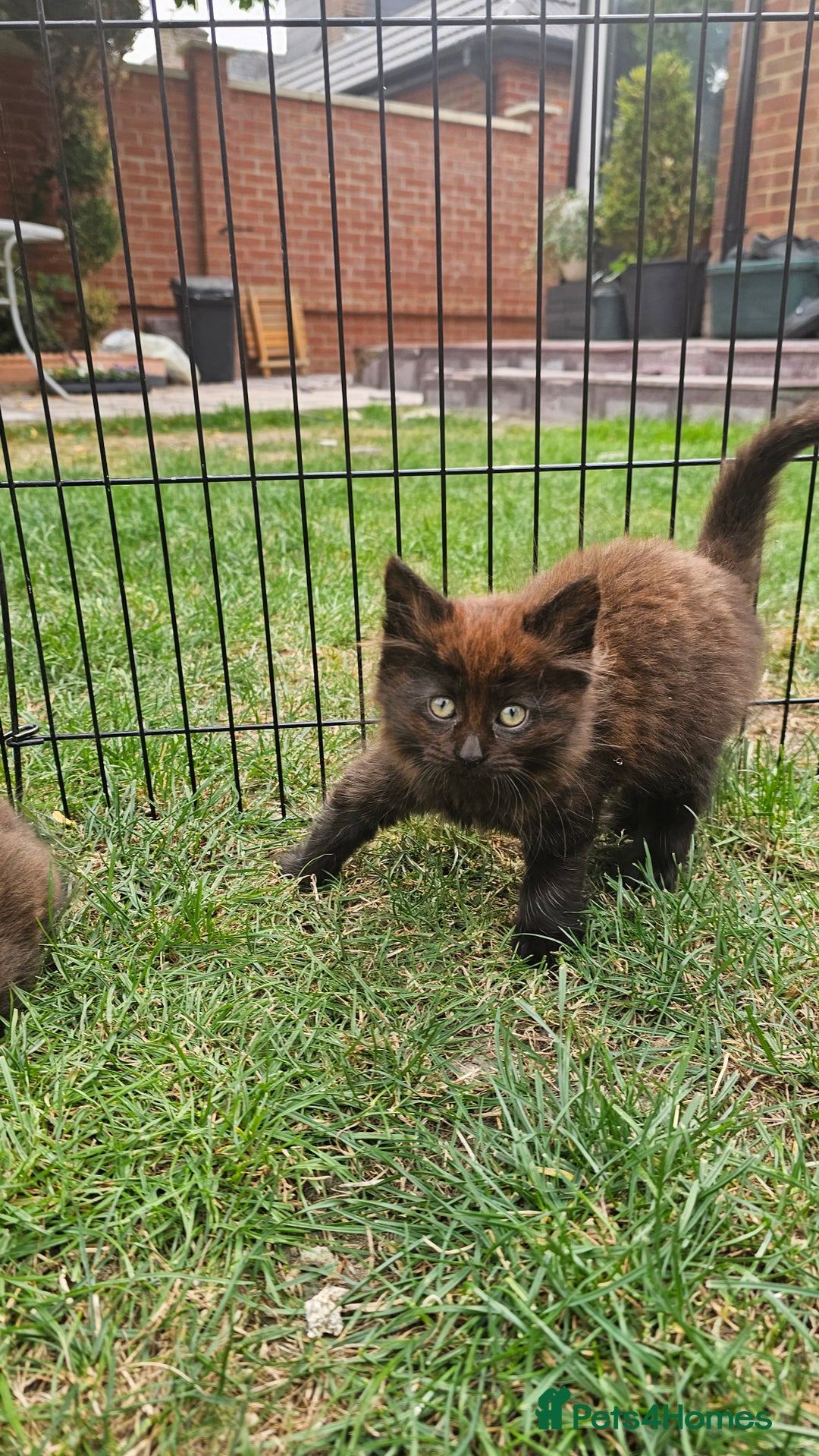 Persian cats for sale: Very beatifull mix breed/Persian kittens  - Image 7