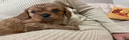 Cavalier King Charles Spaniel dogs for sale: Cavalier King Charles spaniels  - Advert 23
