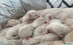 Ragdoll cats for sale: Seven Beautiful Pure Breed Ragdoll Kittens🤍 - Image 4