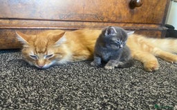 Mixed Breed cats for sale: 5 beautiful kittens  - Image 9